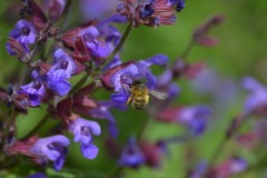 Foto: P. Koch, Lizenz: Landschafts-F&ouml;rderverein Nuthe-Nieplitz-Niederung e.V.