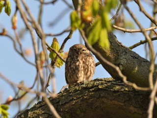 Steinkauz f&uuml;r Kinder - Winterferienprogramm