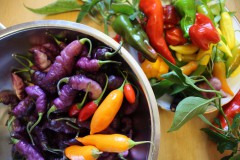 Chili-Ernte, Foto: Gabi Sußdorf, Lizenz: Gabi Sußdorf