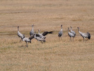 &Ouml;kofilmtour - Der graue Kranich