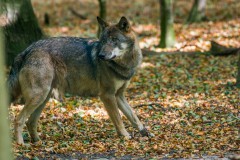 Foto: Dr. Tilo Geisel, Lizenz: Wildnisstiftung