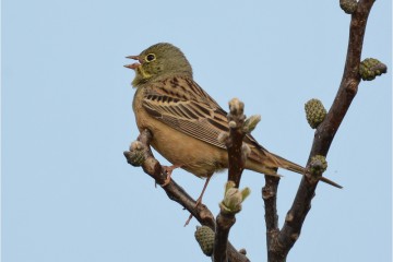 Ortolan bei Körzin © Herbert Henderkes