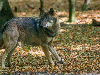 Wildnis -Tour: Auf den Spuren der W&ouml;lfe