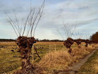 &Auml;cker, W&auml;lder und salzige Wiesen, Gef&uuml;hrte Rundwanderung (ca. 13 km) in der eiszeitlich gepr&auml;gten Landschaft des n&ouml;rdlichen Naturparks Nuthe-Nieplitz.