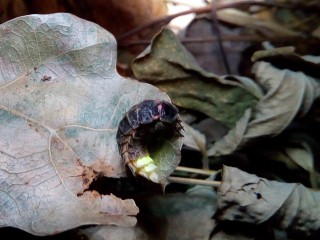 RangerTour: Gl&uuml;hw&uuml;rmchentour