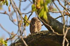 Foto: Peter Koch, Lizenz: LFV