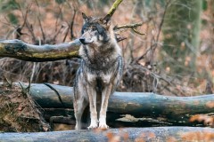 Wolf, Foto: Dr. Tilo Geisel, Lizenz: Stiftung Naturlandschaften Brandenburg