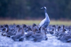 Foto: Oliver Ulmer, Lizenz: Oliver Ulmer