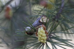 getarnter Falter, Foto: Cathrina Balthasar, Lizenz: Cathrina Balthasar