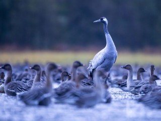 RangerTour: Beobachtungen in der Stangenhagener Pfefferfließ-Niederung