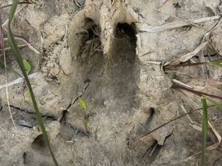 Wandeln auf den Pfaden der Wildtiere - Fährtenlesen