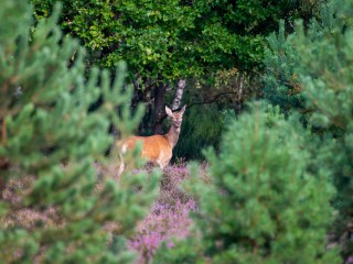 Wildnis-Tour: Unterwegs im Wildnisgebiet - Tieren begegnen