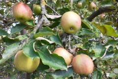 Äpfel am Baum, Foto: Anja Emrich, Lizenz: Landschafts-Förderverein Nuthe-Nieplitz-Niederung e.V.