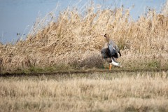 Gans, Foto: Johannes Müller, Lizenz: NaturSchutzFonds Brandenburg