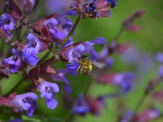 Wildbienen-Spaziergang