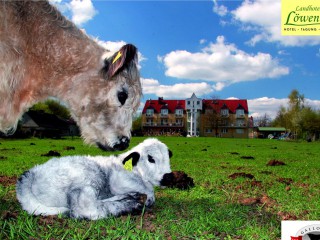 Landhotel Löwenbruch - Galloway Zucht 