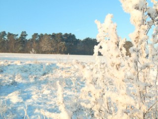Michendorfer Adventsmarkt