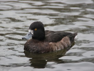 Ente gut, alles gut - Beobachtung von rastenden Enten in und um Blankensee