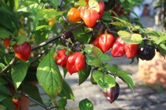 Chilis, Foto: Gabi Sußdorf, Lizenz: Gabi Sußdorf