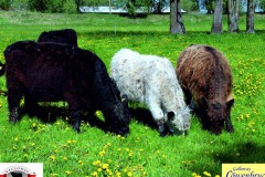 Galloway Löwenbruch: Galloways 3 Farben, Foto: Landhotel Löwenbruch, Foto: Frank Mertens, Lizenz: Frank Mertens