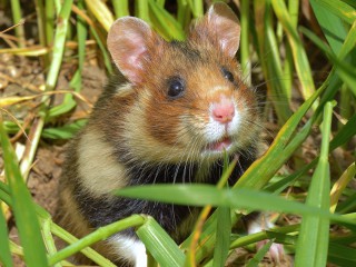 &Ouml;kofilmtour: Feldhamster und Ameisenl&ouml;we