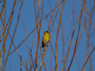 Vogelgucken - ein Einstieg in die Vogelwelt