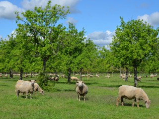 3 auf einen Tag: Schafe, Streuobst und Steinkauz