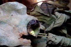 Foto: Helma Kipsch, Lizenz: Helma Kipsch