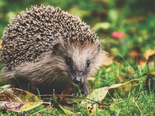 Ferienprogramm: Winterhilfe für Igel