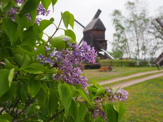 Beelitzer Bockwindmühle