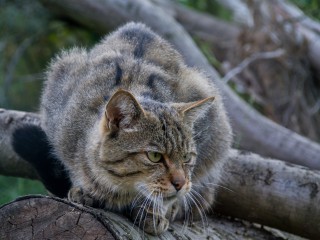 Wildnis-Tour: Auf den Spuren der Wildkatze