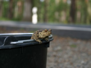 RangerTour: Fr&uuml;hlingserwachen der Amphibien