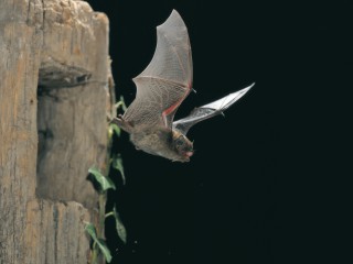 RangerTour: Flederm&auml;usen auf der Spur