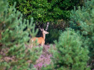 Naturverbindung im Wildnisgebiet wecken