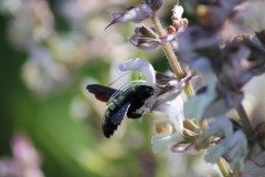Schwarzblaue Holzbiene (Xylocopa violacea), Foto: Ariane Hofmann