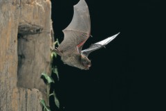 Zwergfledermaus, Foto: Dietmar Nill, Lizenz: NaturSchutzFonds Brandenburg
