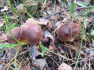 Kräuterwanderung im Wildnisgebiet