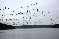 Gänseschwarm über dem Blankensee, Foto: Landschafts-Förderverein Nuthe-Nieplitz-Niederung e.V., Lizenz: Landschafts-Förderverein Nuthe-Nieplitz-Niederung e.V.
