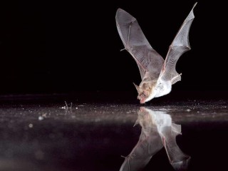 Von Vampiren und Echoortung - Fledermaus-Spaziergang