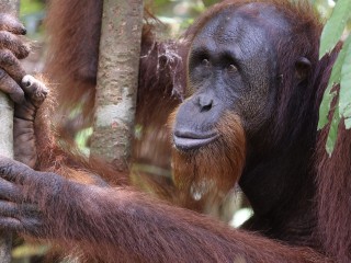 &Ouml;kofilmtour: Orang-Utans - Die unbekannten Menschenaffen