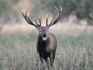 Morgenführung zur Hirschbrunft