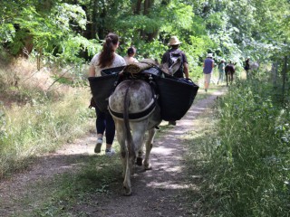 Esel-Wanderung - mit den grauen Langohren unterwegs