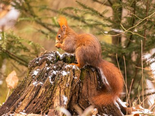 &Ouml;kofilmtour: Unsere W&auml;lder - Netzwerk der Tiere