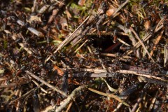 Foto: Peter Koch, Lizenz: Landschafts-F&ouml;rderverein Nuthe-Nieplitz-Niederung e.V.