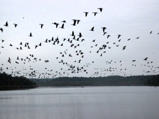 Beobachtung nordischer Wildgänse
