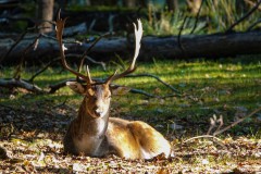 Hirsch im Abendlicht, Foto: Ronja Grothe, Lizenz: Landschafts-Förderverein Nuthe-Nieplitz-Niederung e.V.