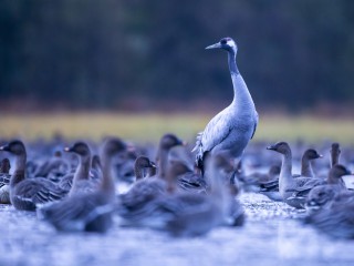 RangerTour: Beobachtungen in der Stangenhagener Pfefferflie&szlig;-Niederung