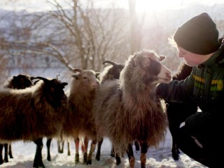 &Ouml;kofilmgespr&auml;ch: &bdquo;Woolly&ldquo; &ndash; Kinoabend vor dem Schafstall