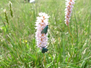 Wildnis-Tour: Auf zarten Fl&uuml;geln durch die Wildnis &ndash; Tagfalter entdecken