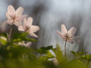RangerTour: Hoffnungsschimmer am Waldboden